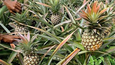 Kerala pineapple prices soar; Ripe pineapples now at Rs 57 per Kg