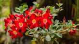 How to Grow and Care for Desert Rose