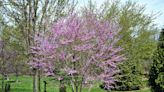 Everything to know about New Jersey native trees | Gardener State