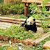 Giant Panda Breeding Research Base