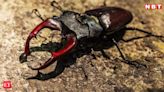 How the stag beetle became the world’s most expensive insect and how much it costs - The Economic Times