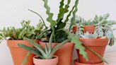 15 Succulents Safe for Cats