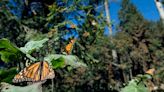 Una "ruta monarca" ayuda a millones de mariposas en su viaje de Canadá hasta México