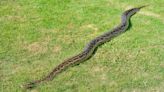 Watch: 16-Foot-Long Python Makes Its Way Through an Australian Neighborhood