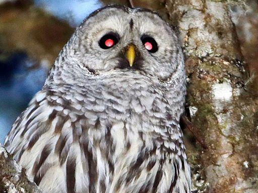 Almost half-a-million owls to be killed in US in attempt to save another owl species from extinction