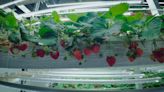 Indoor vertical farm opens in Phillipsburg area, growing strawberries around the clock