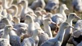 France lifts poultry farming curbs as bird flu crisis fades