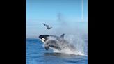 Orca blasts dolphin skyward during epic hunting exhibition