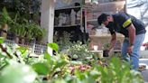 Cinco plantas con flores resistentes al sol ideales para un balcón