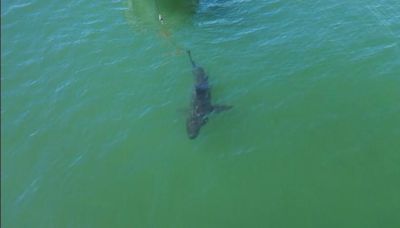 White sharks more common along Southern California coast in spring and fall, study shows
