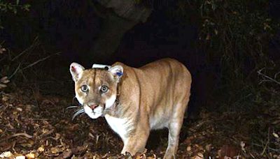 Wild mountain lion is newest star spotted in Hollywood Hills