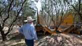 Central Valley almond farm cuts down on harvest dust. It’s all about nurturing soil