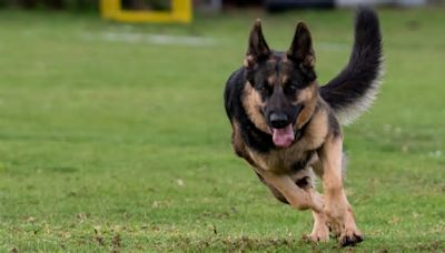 Tiere - Halle (Saale) - Trotz mehr Hunden: Zahl der Beißattacken nicht gestiegen