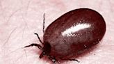 Scrub typhus cases in Calcutta rises but situation not alarming: Bengal health department official