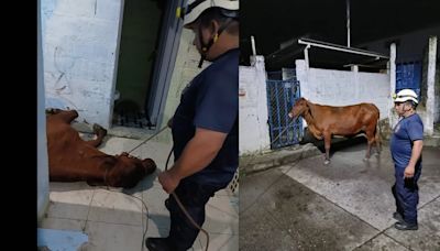 Una vaca ‘cayó del cielo’ en la vivienda de una familia en Caldas: todos se salvaron, incluido el animal