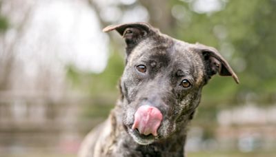 30 Dog Breeds With Beautiful Brindle Coats You'll Want to Adopt ASAP