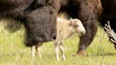 Why the rare white buffalo calf is both a celebration and a warning for Indigenous tribes