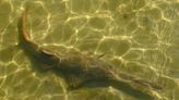Dozens of endangered sawfish are dying off Florida's shores. What's causing it?