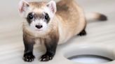 Two Endangered Ferrets Cloned From Genes of Frozen Critter