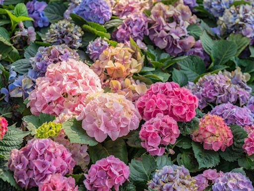 Should I Cut Back Hydrangeas in the Fall Even If They're in Containers? Which Types to Prune for Better Blooms Next Year