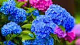 Hydrangeas will turn a vivid colour and stay hydrated when fed 1 kitchen scrap