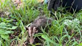 Alerta Protección Civil Municipal sobre animales silvestres en mancha urbana por temporada de lluvias