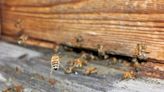 Vieron unas abejas revoloteando en un cuarto y resultó que miles ocupaban sus paredes