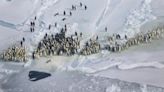 Scientists see 9.6% drop in emperor penguin populations in just under a decade