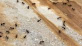 Affordable and easy tips to deter ants from entering your home