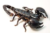 Emperor scorpion