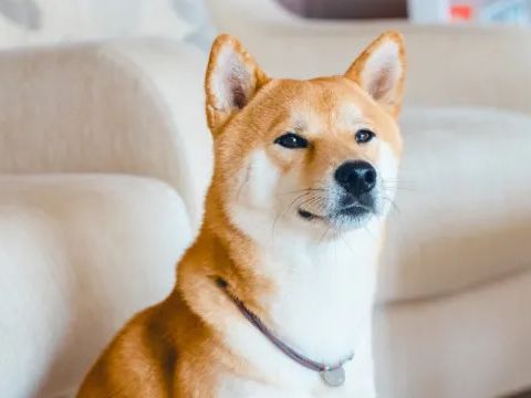 The Best Japanese Dog Names for Your Pet