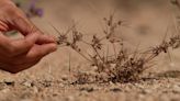 ‘Seeds are life’: How a seed bank in the Mojave Desert is preserving an ancient ecosystem under threat