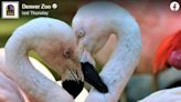 Zoo’s Pride post about a flamingo couple’s split shocks fans. ‘We all need answers’