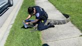 Goose Creek police relocate seven-foot alligator found underneath vehicle in driveway