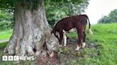Wallingford: Cow with head stuck in tree freed by firefighters