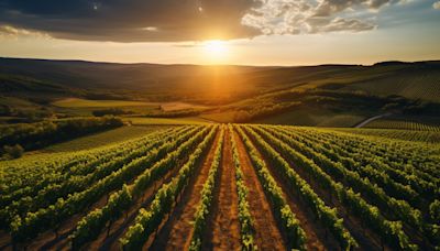 Is Willamette Valley Vineyards, Inc. (WVVI) A Good Wine Stock to Buy Now?