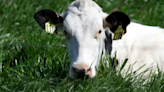Raw milk health risks significantly outweigh any potential benefits