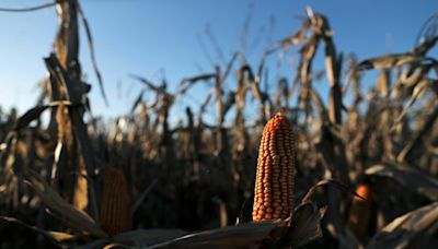 China aprueba importación de dos variedades de maíz transgénico usadas en Argentina