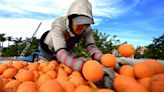 Disease, drought and alternative fruits: The orange juice industry is in crisis