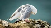 Urban seagulls prefer fish – even when offered human-made foods, study shows