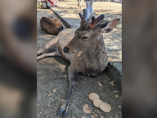 奈良鹿被寵壞？「仙貝灑滿地」不屑吃 飼料沒價值：和紙一樣