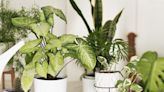 30 Best Low-Light Plants That Will Brighten up the Dim Corners of Your Home