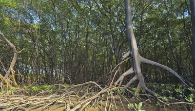 Illegal cutting of trees in Nainital: NGT summons Uttrakhand officials for 'lack of sincerity'