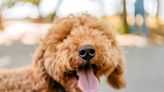 Everything You Should Know About Doodle Dogs