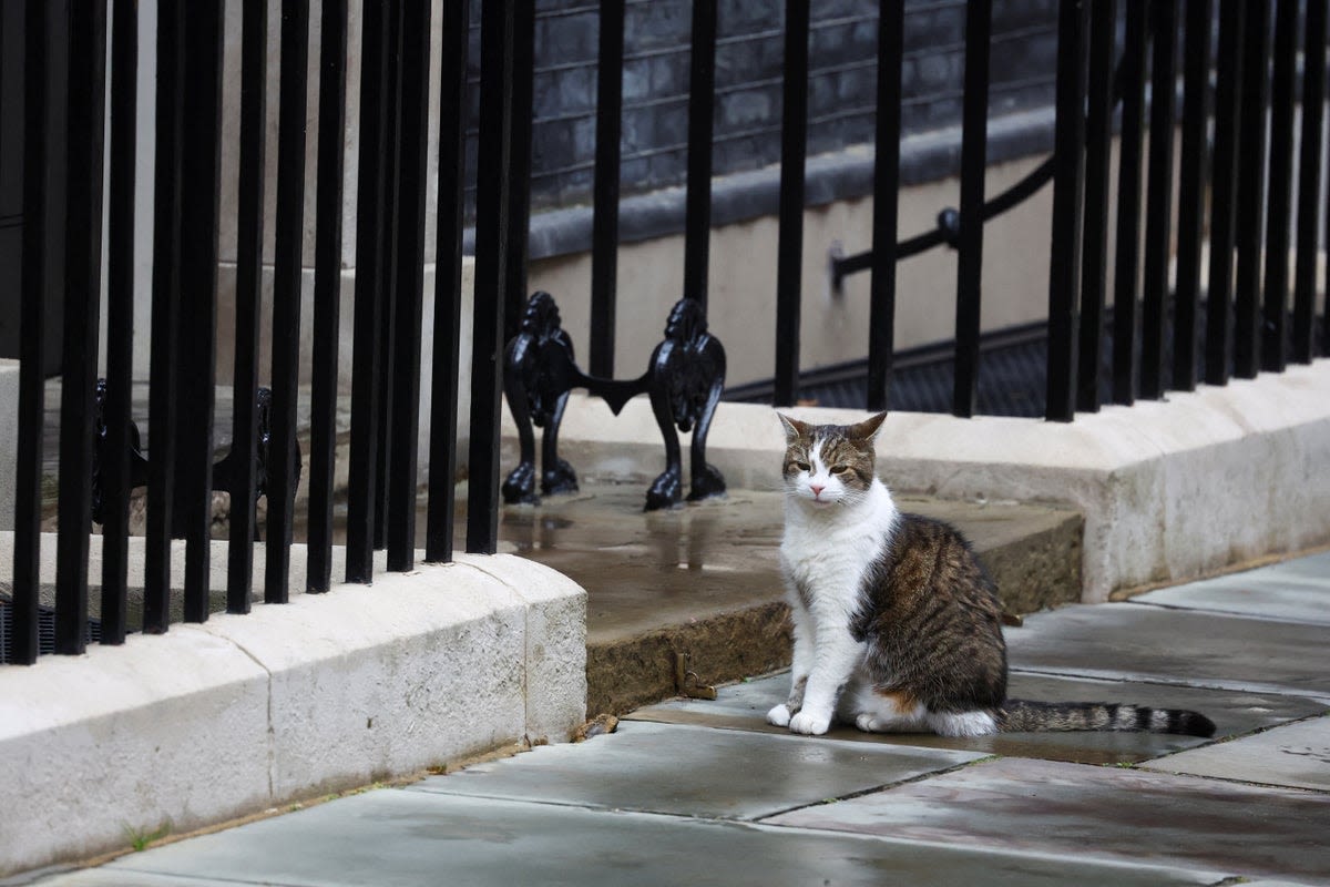 Larry the Cat: what's next for the famous feline at Downing Street?