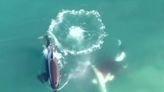 El espectacular video que capta por primera vez a orcas matando a un tiburón blanco