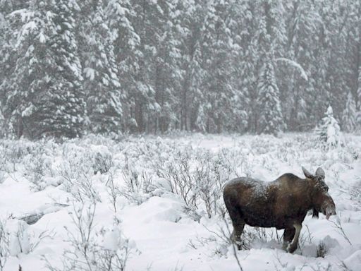 Caught in 4K: Sask. men charged after poaching revealed in YouTube video