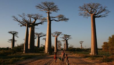 Resuelven el misterio del origen del ‘árbol de la vida’