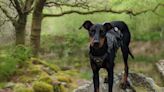 Best dog-friendly hotels in Wales 2023: Where to stay for scenic walks and adventures