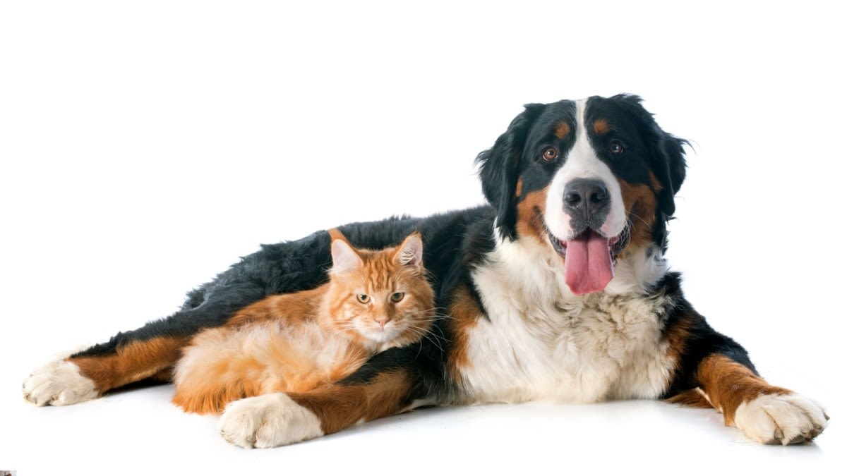 Bernese Mountain Puppy ‘Mauls’ the Family Cat and It’s Too Cute